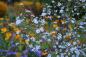 Preview: Aster cordifolius 'Ideal' | Schleier-Aster